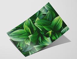 Bamboo Gloss Baryta 305 – Hahnemuhle