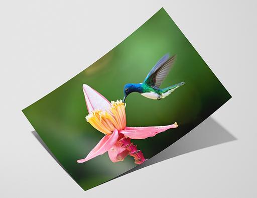 Hemp 290 - Hahnemuhle