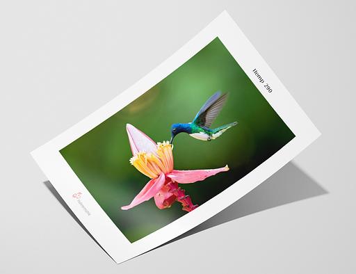 Vzorka - Hemp 290 - Hahnemuhle